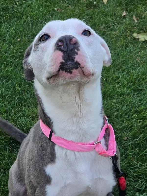 An adult medium-sized female Brindle Pit Bull Terrier dog named Juliette for adoption in North Bend, WA