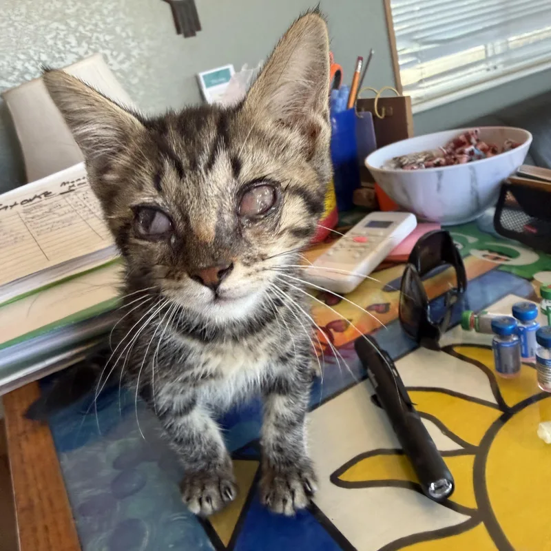 A baby small-sized female Tabby (Brown / Chocolate) Domestic Short Hair cat named Valeria for adoption in Deming, NM