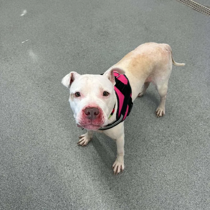 A senior medium-sized female White / Cream Pit Bull Terrier dog named Izzy D for adoption in Princeton, MN