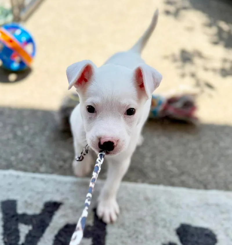 A baby medium-sized male Pit Bull Terrier dog named Sinclair for adoption in Silvana, WA