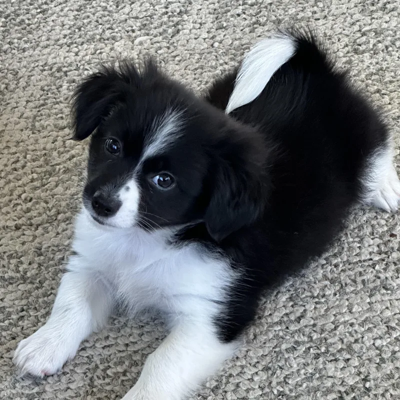 A baby small-sized male Black Pomeranian dog named Pepe La Pew for adoption in Clinton Twp, MI