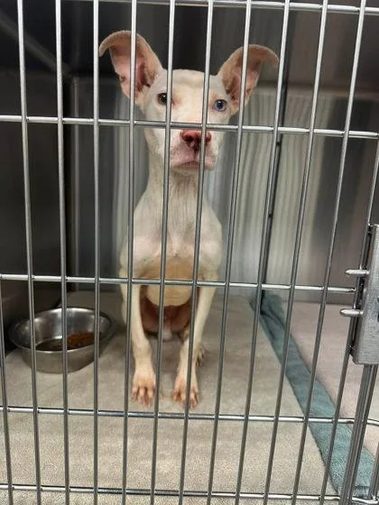A young small-sized male Pit Bull Terrier dog named Gabe for adoption in Bowling Green, KY
