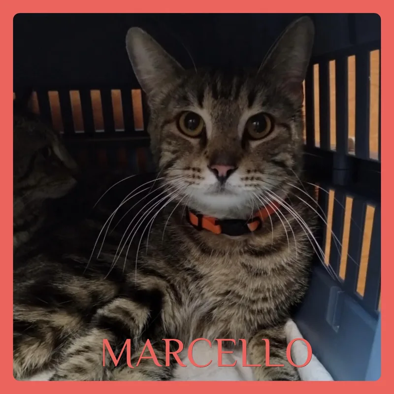 A young medium-sized male Tabby (Gray / Blue / Silver) Tabby cat named Marcello for adoption in Lawton, OK