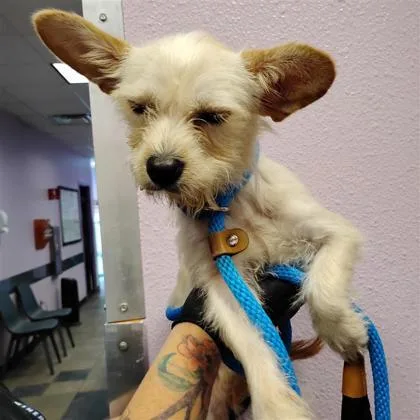 An adult small-sized male Terrier dog named 61803945 for adoption in El Paso, TX