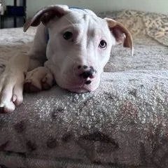 A baby medium-sized male Mixed Breed dog named Bryce for adoption in Schaumburg, IL