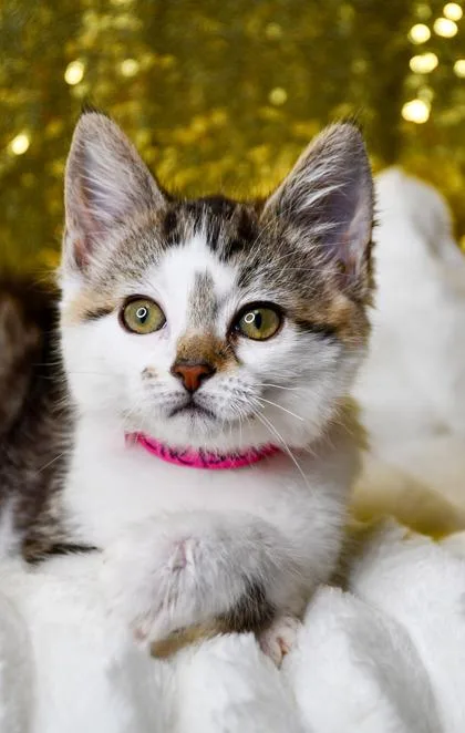 A baby small-sized female Domestic Medium Hair cat named Chelsey for adoption in Yakima, WA