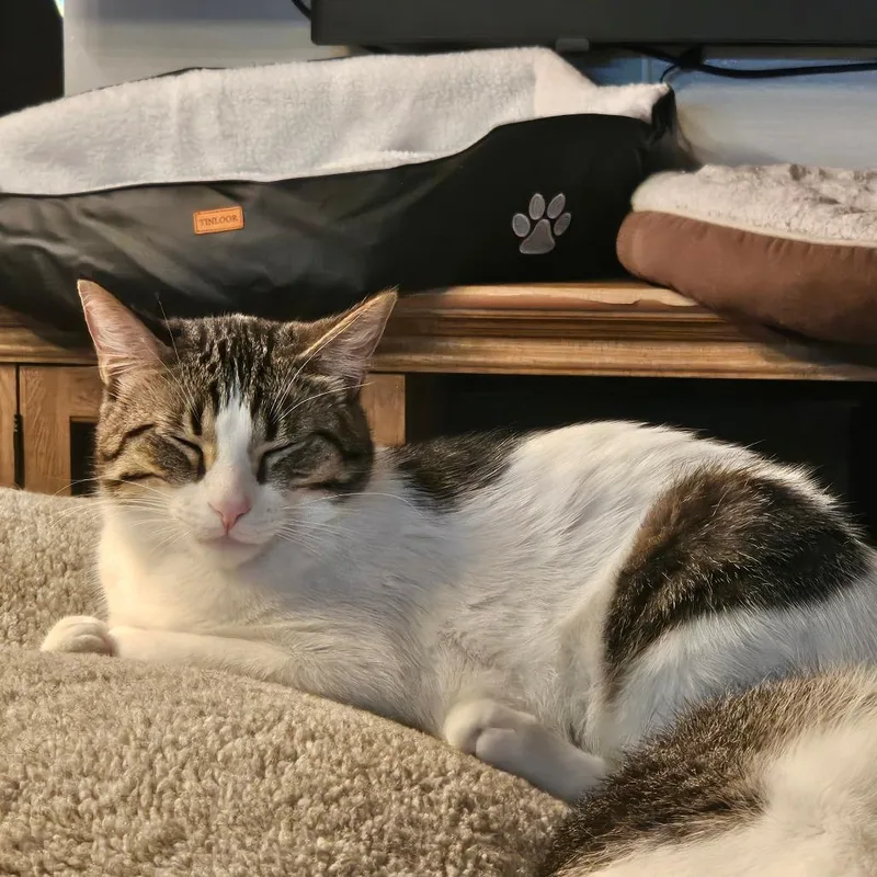 An adult small-sized male Brown / Chocolate Domestic Short Hair cat named Pippin for adoption in Manhattan, IL
