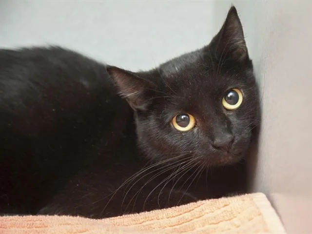 A young medium-sized female Domestic Short Hair cat named Noceda for adoption in Phoenix, AZ