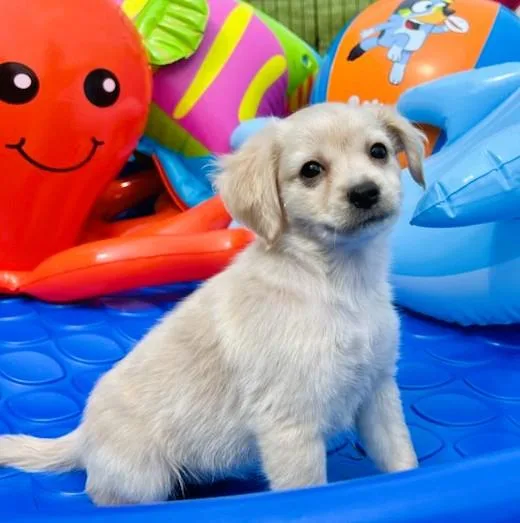A baby small-sized female Chihuahua dog named Ruby for adoption in Belmont, NY