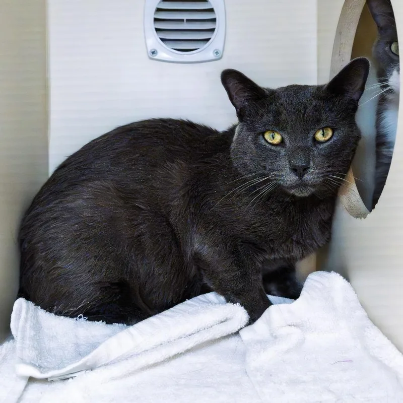 A young medium-sized male Gray / Blue / Silver Domestic Short Hair cat named Koopa for adoption in South Elgin, IL