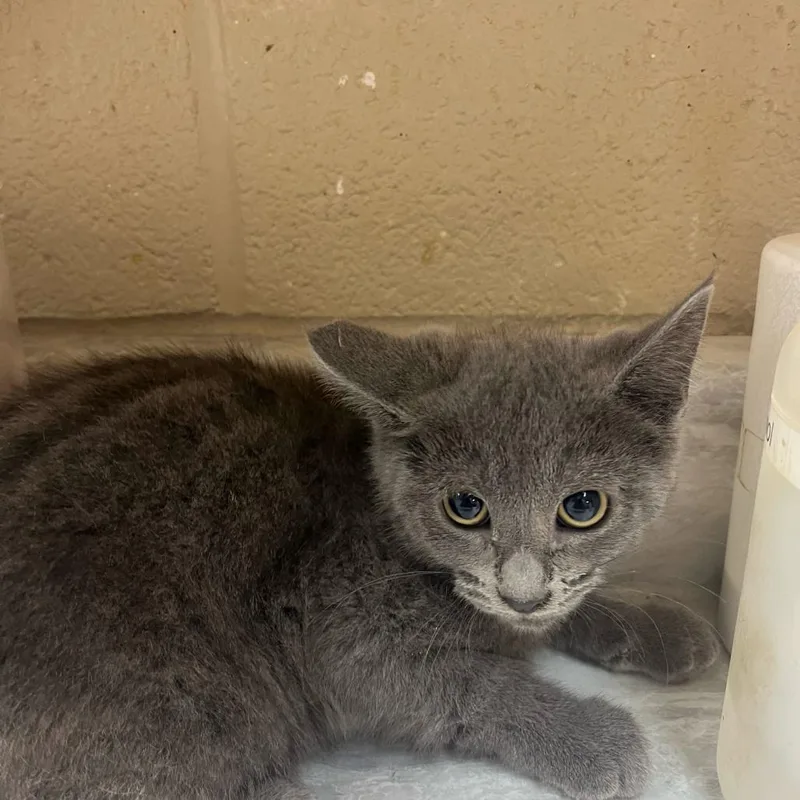A baby small-sized female Gray / Blue / Silver Domestic Short Hair cat named Maylece for adoption in Lewisburg, WV