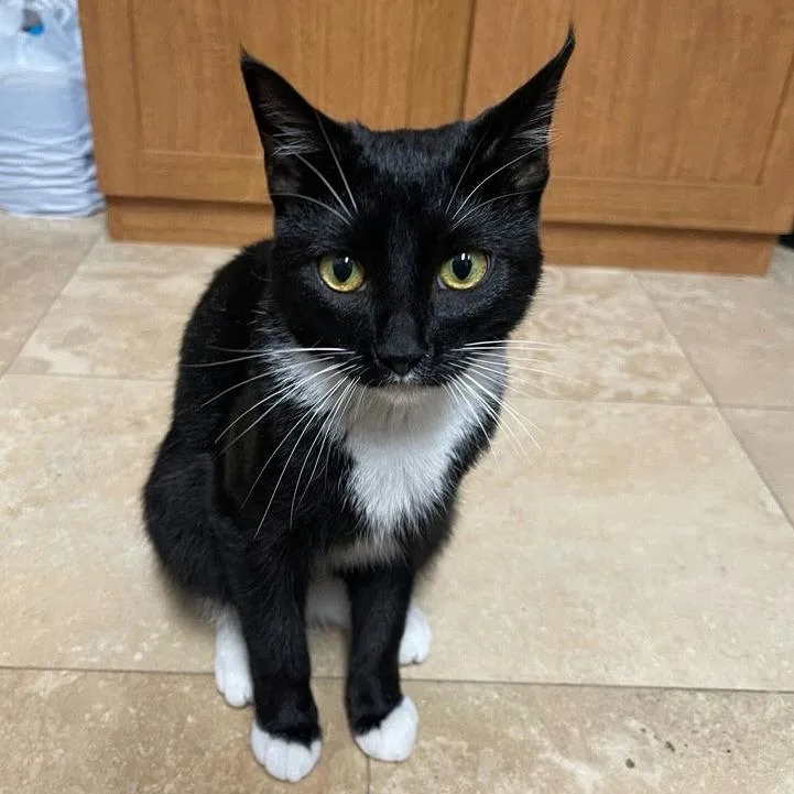 A young medium-sized female Black Domestic Short Hair cat named Tuxie for adoption in Sunnyvale, CA