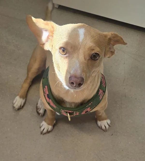 An adult small-sized female Chihuahua dog named Mia for adoption in El Cajon, CA