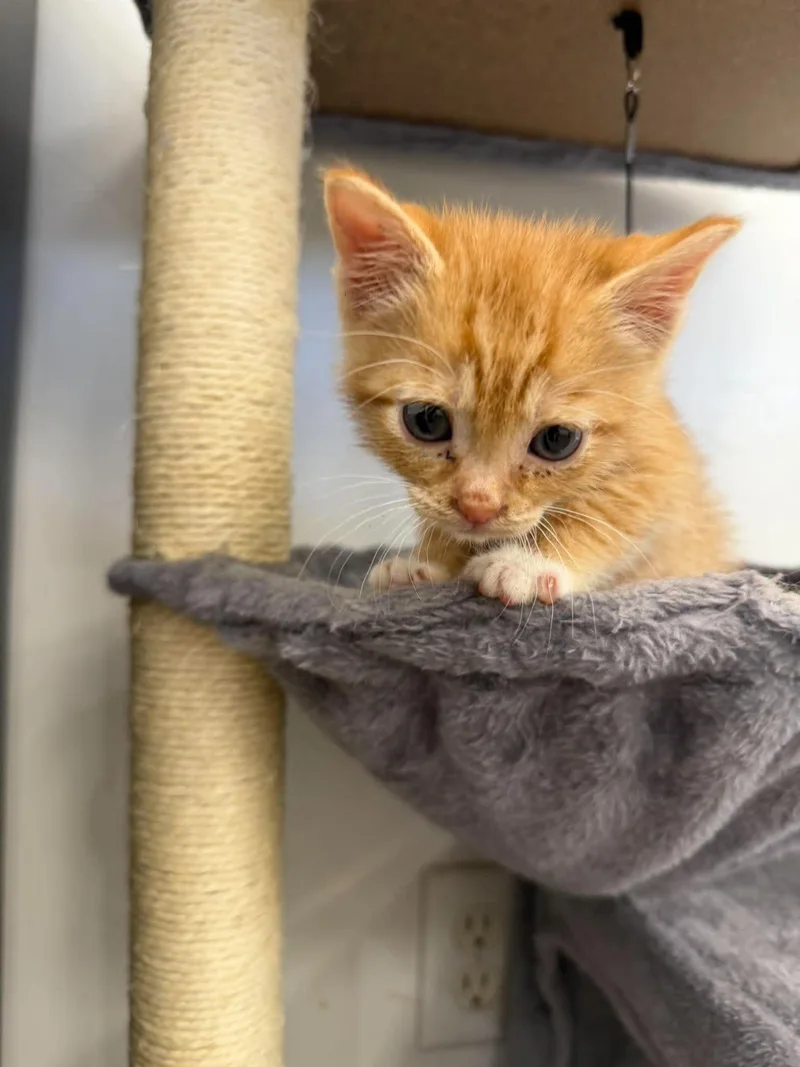 A young medium-sized male Tabby (Orange / Red) Domestic Short Hair cat named Julius for adoption in Roosevelt, UT