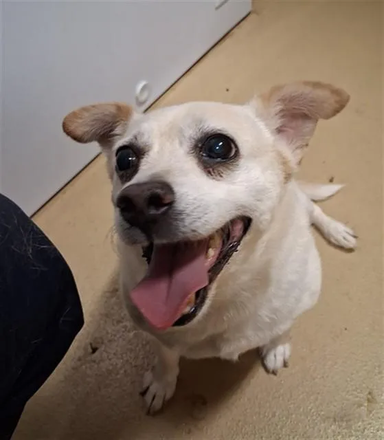 An adult medium-sized male Terrier dog named Tater Tot for adoption in Chula Vista, CA