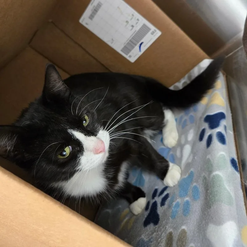 A young medium-sized female Black Domestic Short Hair cat named Family Matters for adoption in East Smithfield , PA