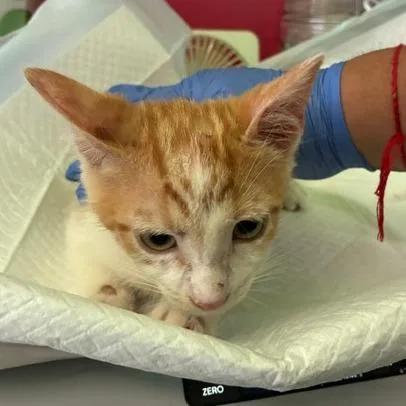 A baby small-sized male Orange / Red Domestic Short Hair cat named Benito for adoption in Los Angeles, CA