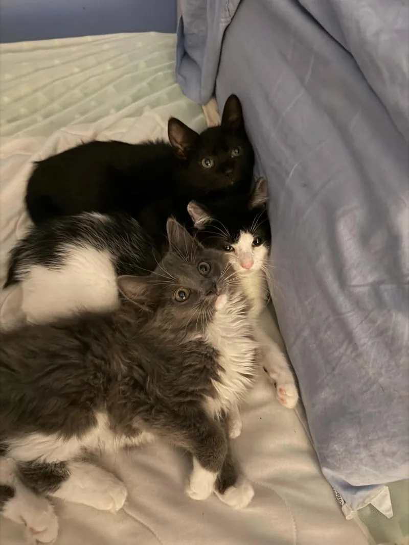 A baby medium-sized male Black Domestic Short Hair cat named Nibbons for adoption in Wading River, NY