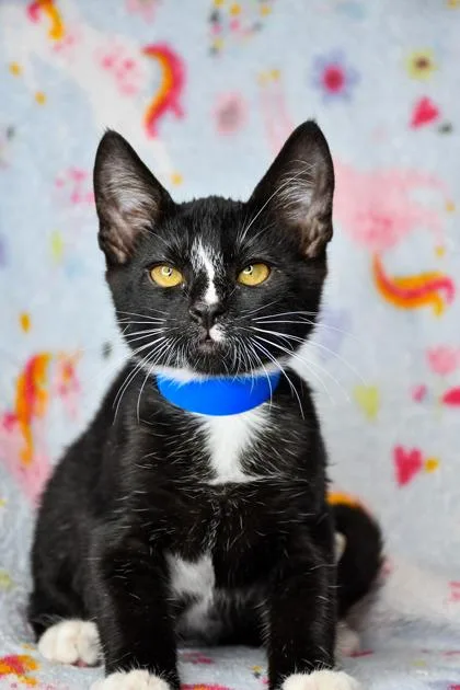 An adult small-sized male Domestic Short Hair cat named David for adoption in Yakima, WA