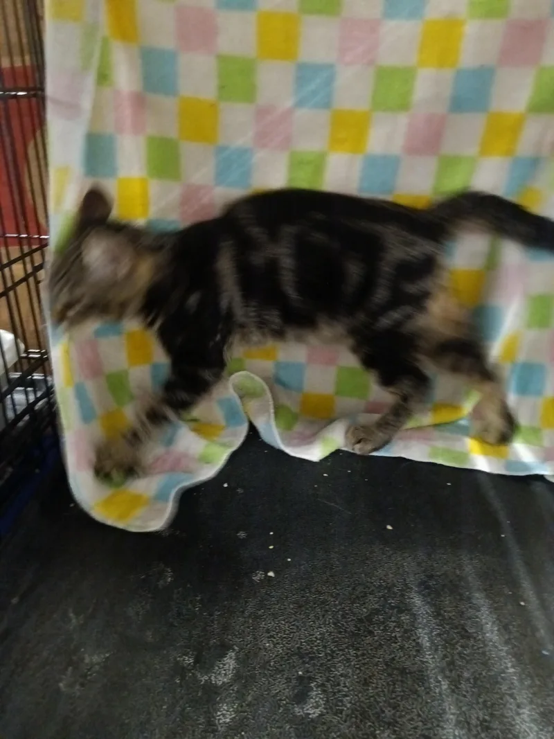 A young small-sized male Tabby (Gray / Blue / Silver) Domestic Short Hair cat named Cutie for adoption in Yorba Linda, CA