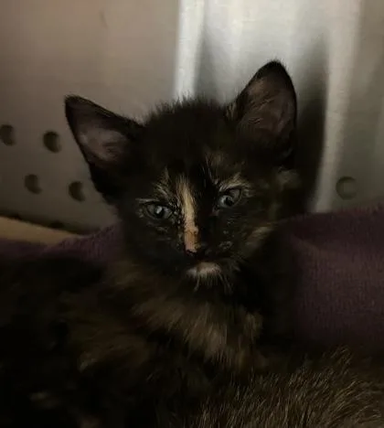 A young medium-sized female Domestic Short Hair cat named Nisha for adoption in Kansas City, MO
