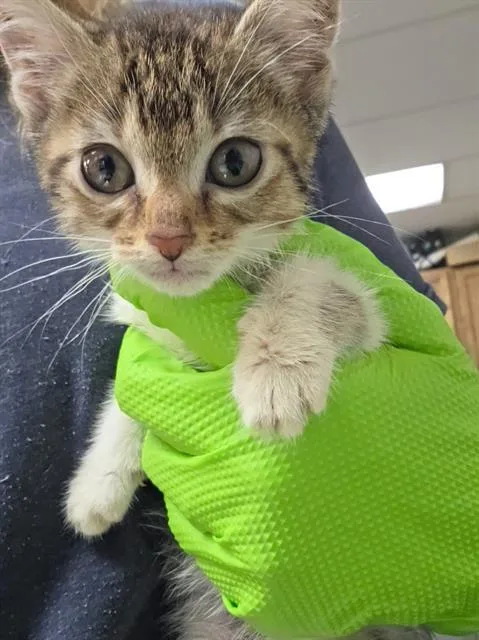 A baby small-sized female Domestic Short Hair cat named Squid for adoption in Indianapolis, IN