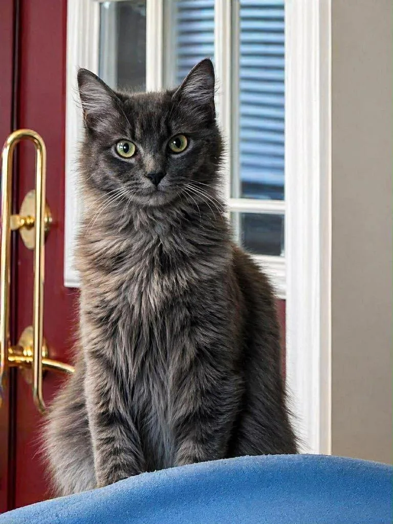 A baby small-sized female Domestic Long Hair cat named Sassy for adoption in Gorham, ME