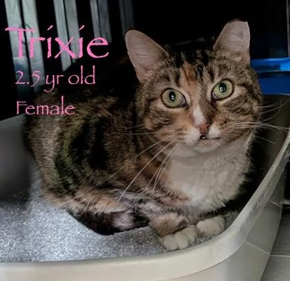 An adult medium-sized female Domestic Short Hair cat named Trixie for adoption in Bridgewater, NJ