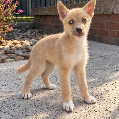 A baby small-sized male Yellow / Tan / Blond / Fawn Mixed Breed dog named Foxy for adoption in Lathrop, CA