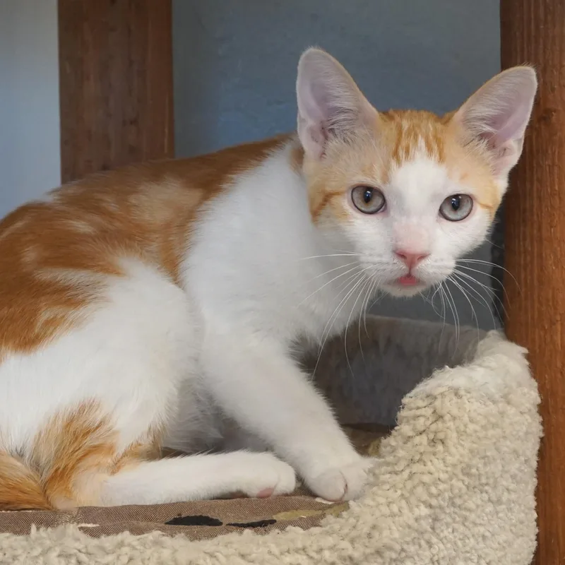 A young small-sized male Domestic Short Hair cat named Hopper for adoption in Fountain Hills, AZ