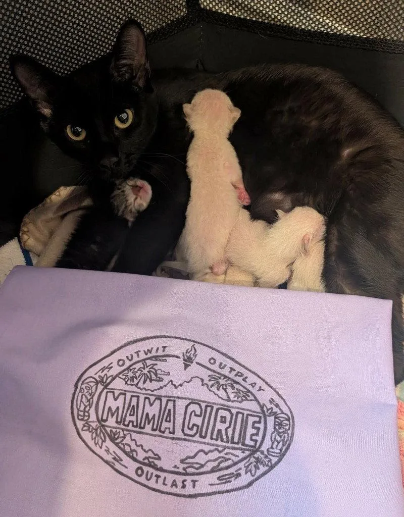 An adult small-sized female Black Domestic Short Hair cat named Cirie for adoption in Saint George, UT