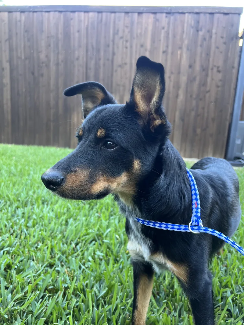 A baby medium-sized male Black Chihuahua dog named Charlie for adoption in Dallas, TX
