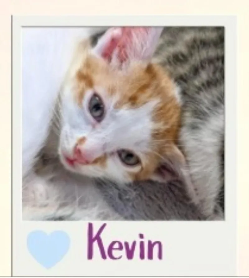 A baby medium-sized male Domestic Short Hair cat named Kevin for adoption in Richland Hills, TX