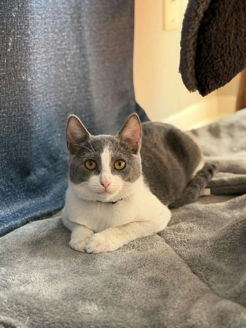 A baby medium-sized female Gray & White Domestic Short Hair cat named Patty Melt for adoption in Houston, TX