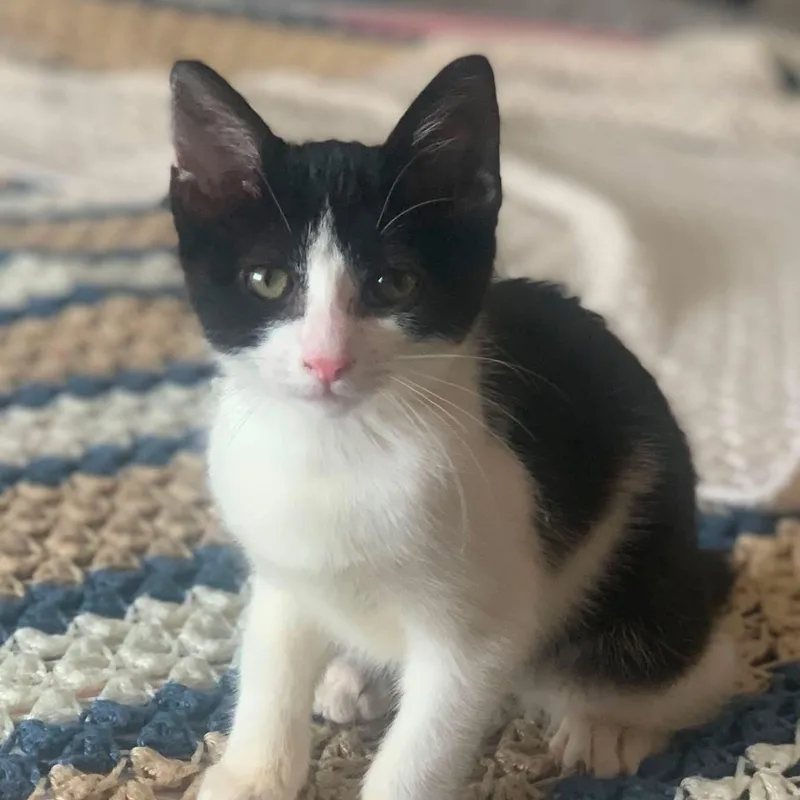 A baby medium-sized female Black & White / Tuxedo Domestic Short Hair cat named Libby for adoption in Sewell, NJ