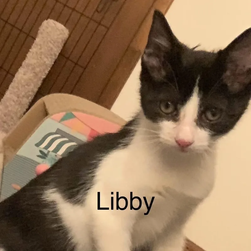 Libby thumbnail 2