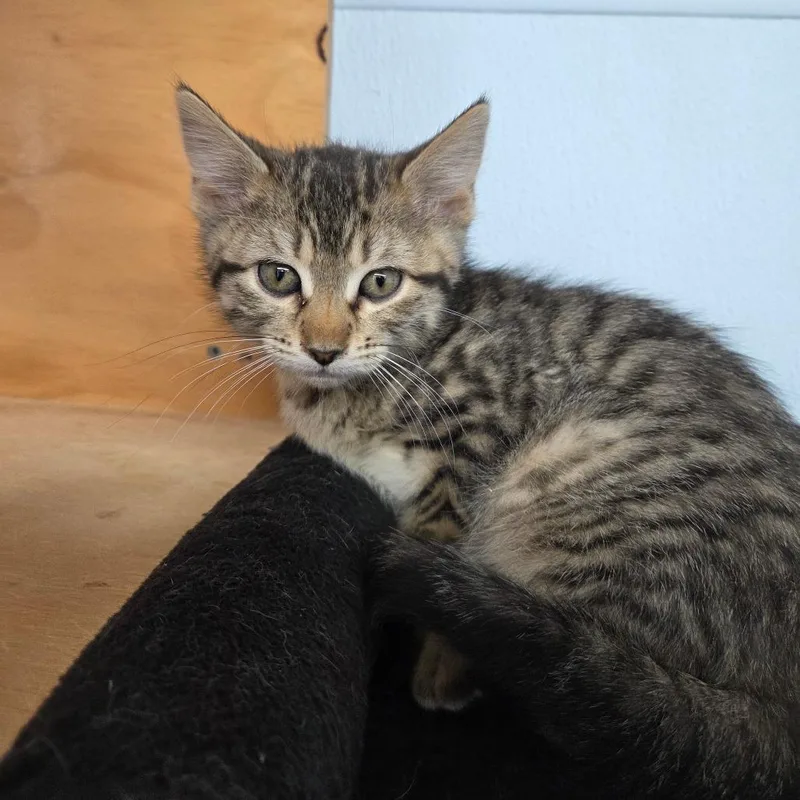 Jay Quellin thumbnail 4