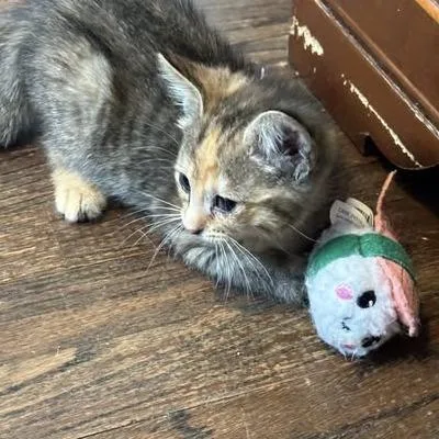 A baby small-sized female Torbie Domestic Short Hair cat named Bia for adoption in Washington Township, OH