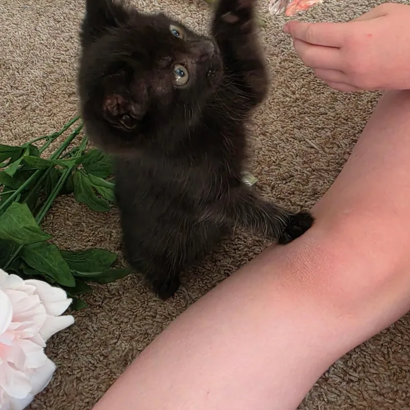 A baby small-sized male Domestic Short Hair cat named Galaxy for adoption in Tacoma, WA