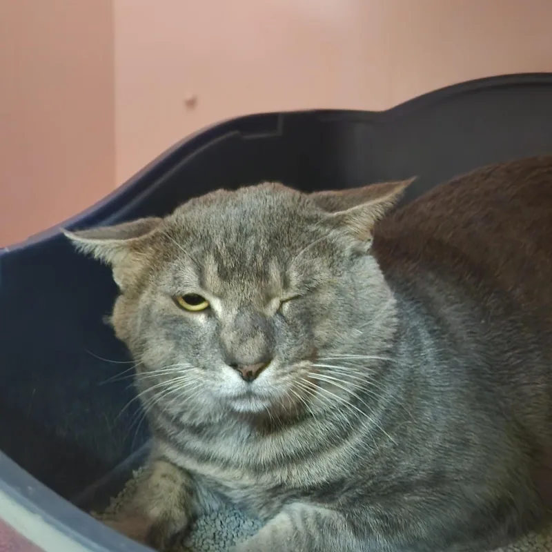 A young medium-sized male Tabby (Gray / Blue / Silver) Domestic Short Hair cat named Grayson for adoption in Charleston, SC