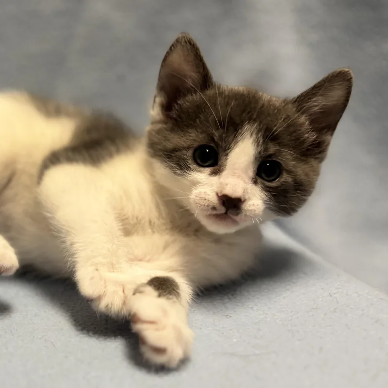 A baby medium-sized female Gray / Blue / Silver Russian Blue cat named Orchid for adoption in Beverly Hills, CA