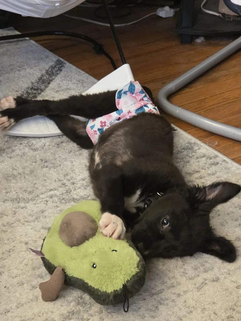 A baby medium-sized female Mixed Breed dog named Tesla for adoption in Cedar Rapids, IA