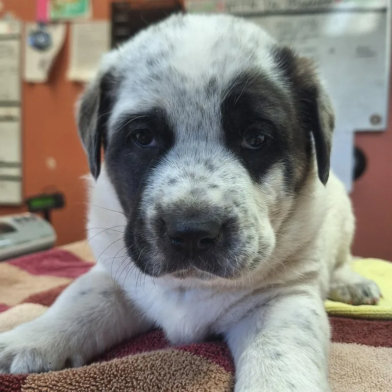 A baby small-sized female White / Cream Mixed Breed dog named Viserion for adoption in Flagstaff, AZ