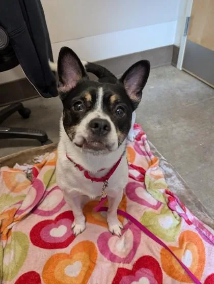 An adult small-sized male Mixed Breed dog named Simba for adoption in Bellevue, WA