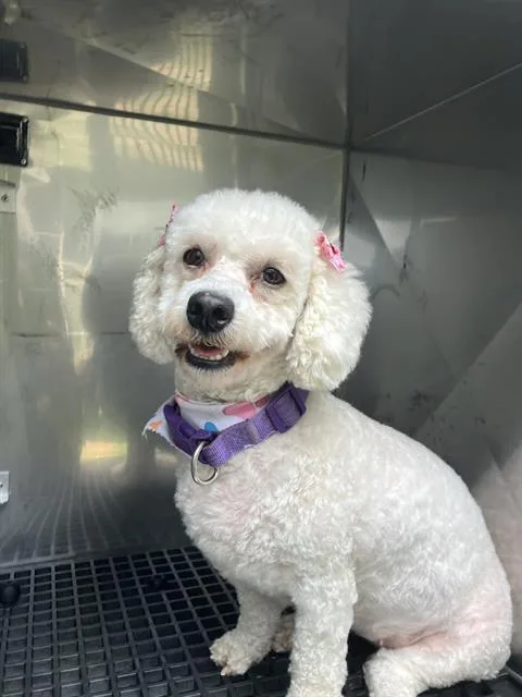 An adult small-sized female Poodle dog named Destiny for adoption in Dallas, TX