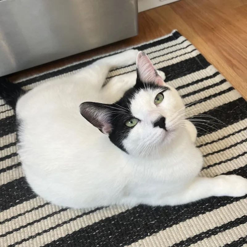 A young medium-sized male White Domestic Short Hair cat named Tory for adoption in North Branford, CT