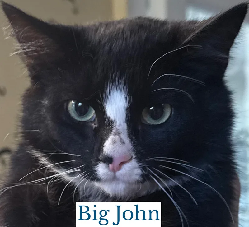 A young medium-sized male Black & White / Tuxedo Domestic Short Hair cat named Big John for adoption in Berkeley Springs, WV