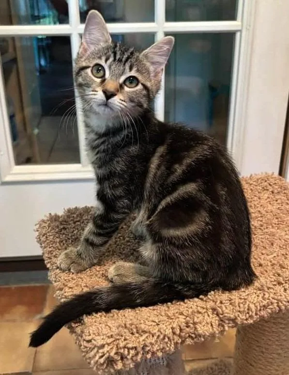 A baby small-sized male Domestic Short Hair cat named Lumi for adoption in Magnolia, TX