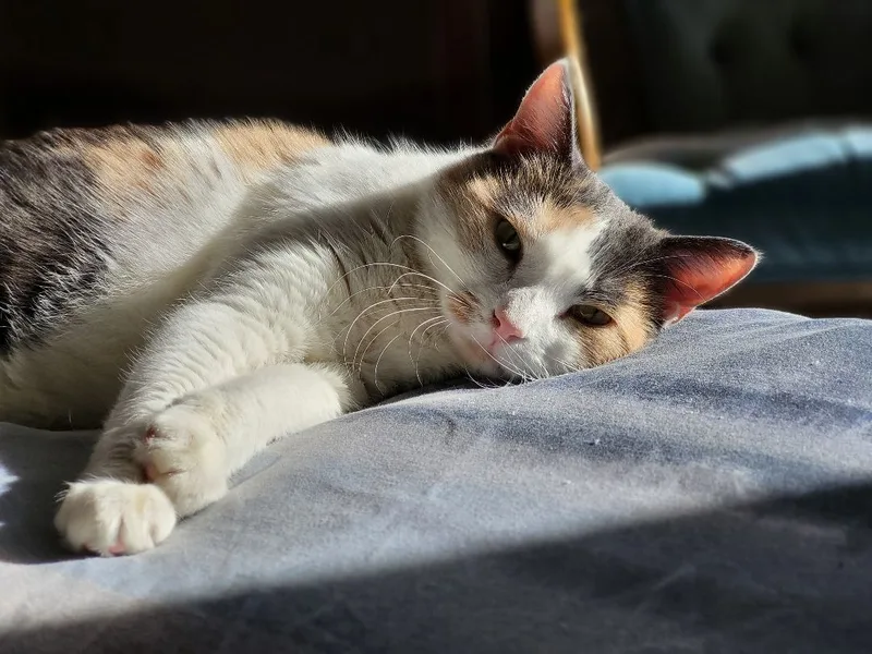 Brewster thumbnail 2