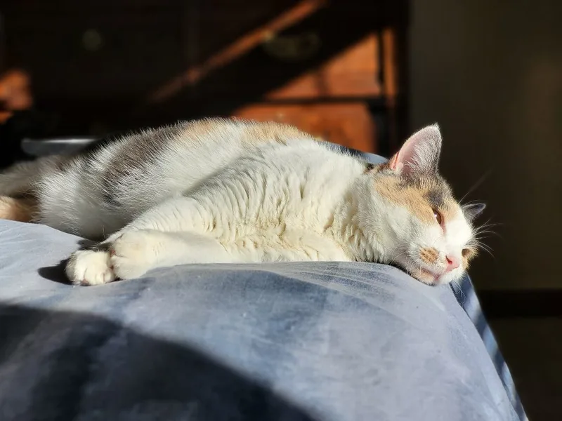 Brewster thumbnail 3